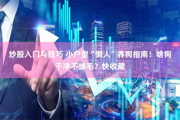 炒股入门与技巧 小户型“懒人”养狗指南！啥狗干净不掉毛？快收藏